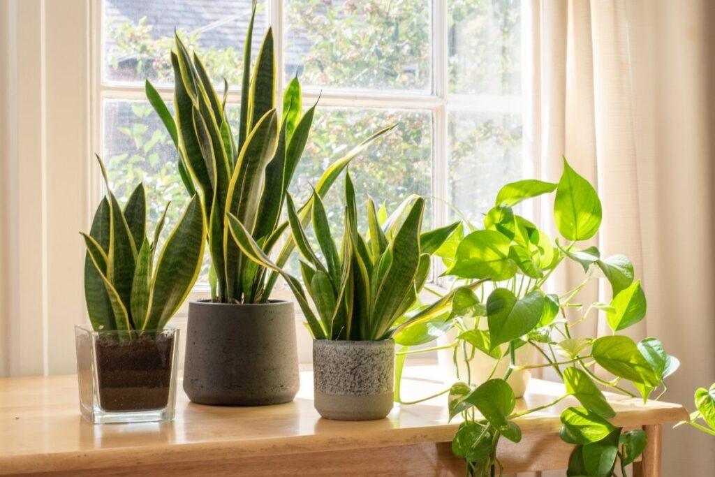 5 Plants That Naturally Purify The Air In Your Home