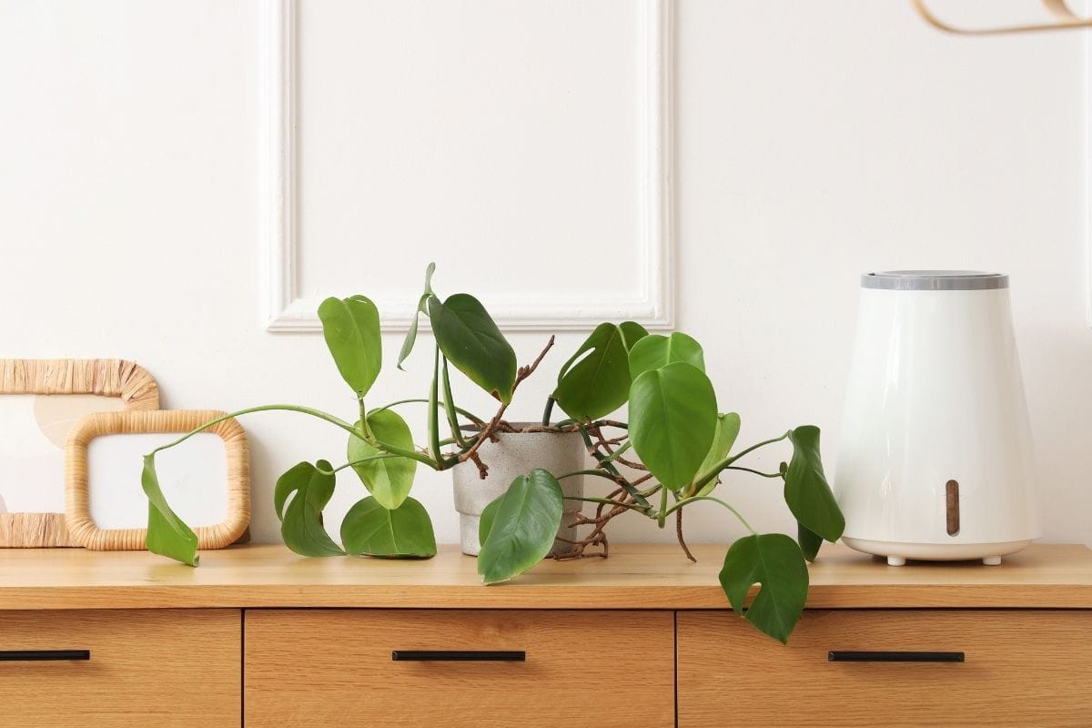 Best Smart Air Purifiers For Your Home